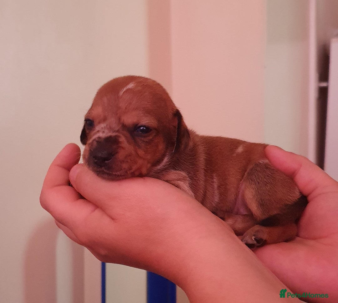 Miniature Dachshund dogs for sale: 4 beautiful miniature dachshund puppy's  - Image 4