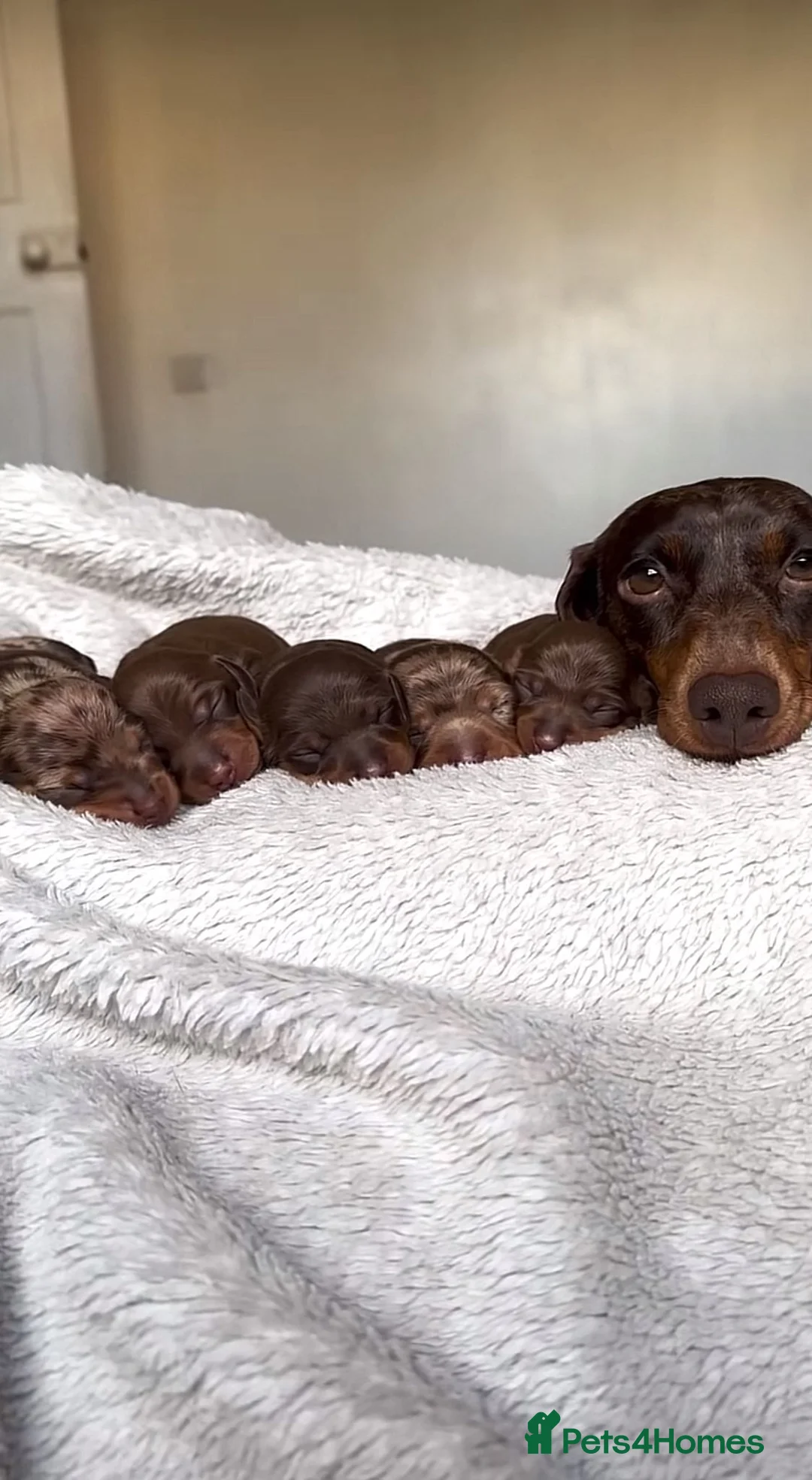 Miniature Dachshund dogs for sale: Miniature dachshund puppies - Advert 2