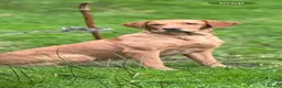 Labrador Retriever dogs for sale: Beautifully bred Labrador puppies in Sidmouth - Advert 2