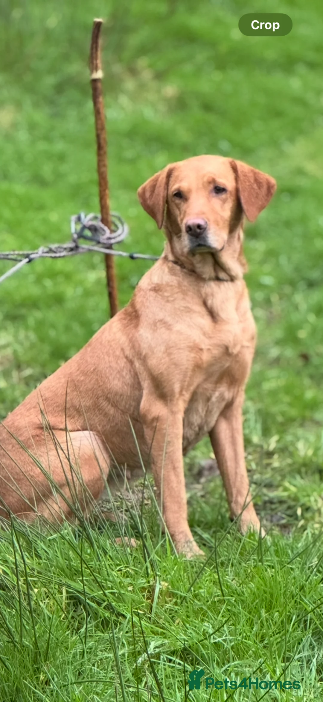 Labrador Retriever dogs for sale: Beautifully bred Labrador puppies in Sidmouth - Advert 2