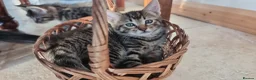 Maine Coon cats for sale: Main coon kittens  in Bristol - Advert 6