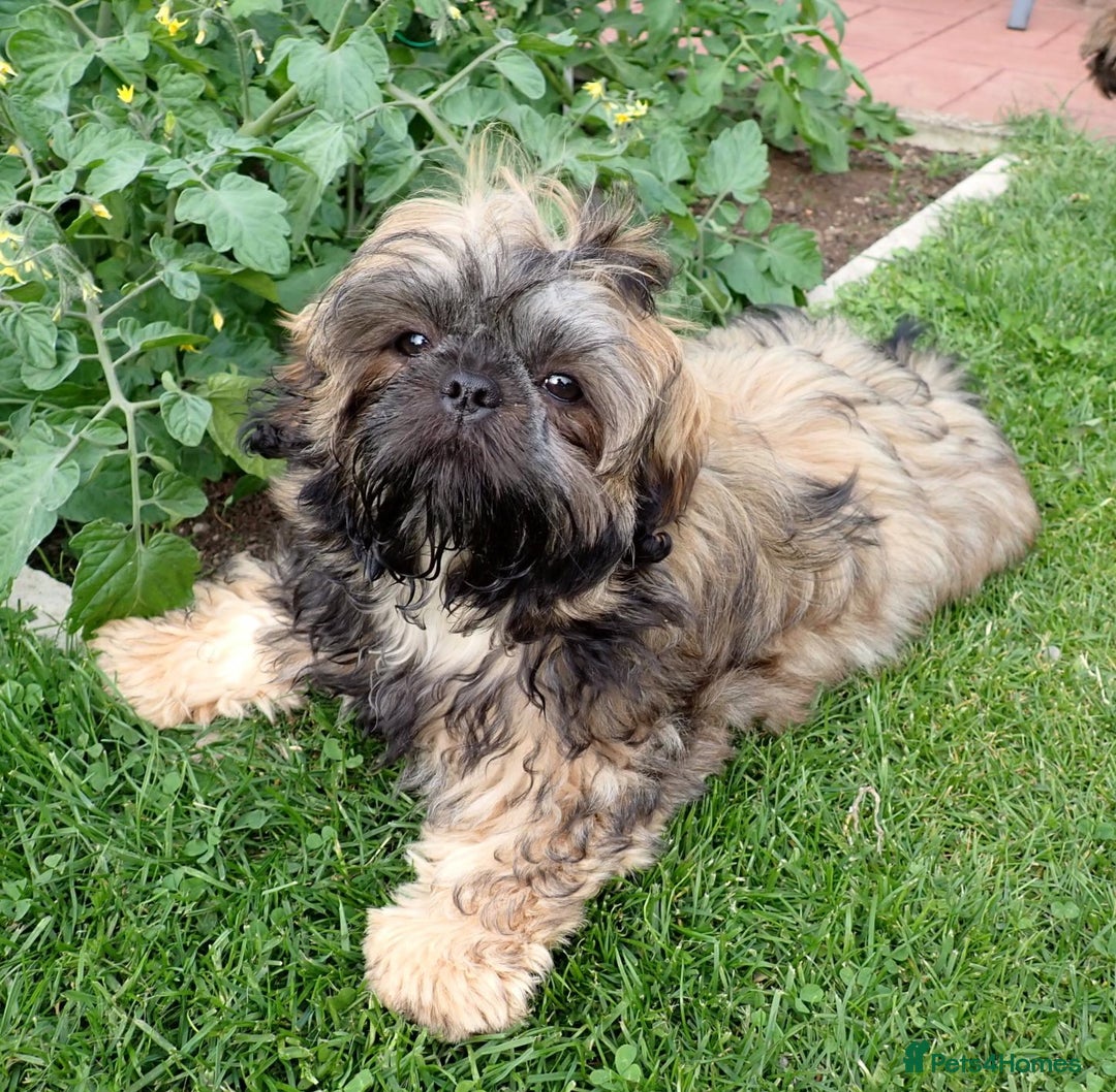 Shih Tzu dogs for sale: Beautiful 16 month old Shih Tzu female - Image 6
