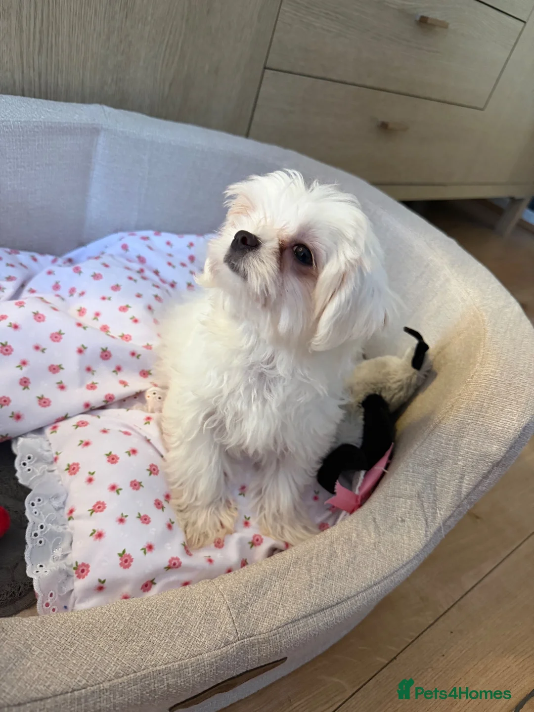 Maltese dogs for sale: Maltese  in Bilston - Advert 2