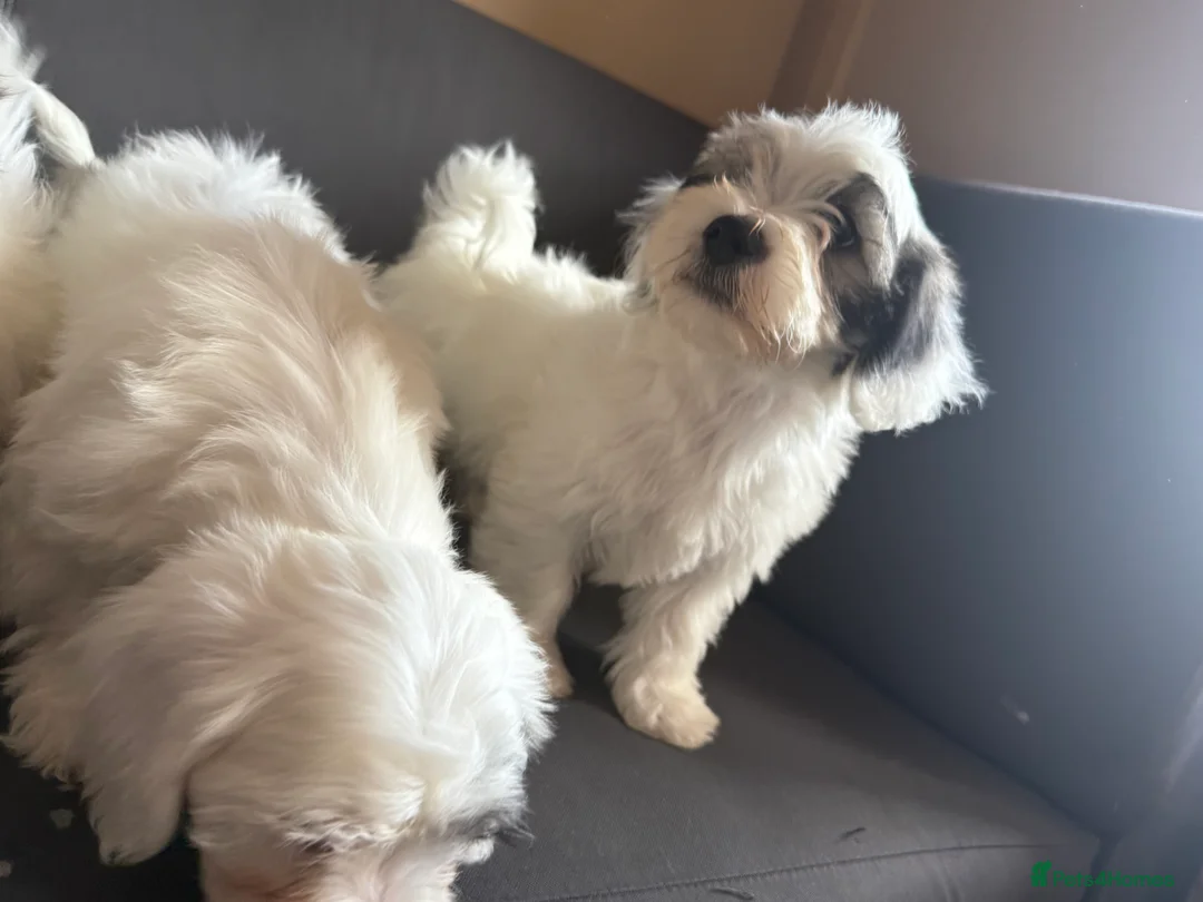 Malshi dogs for sale: Malshi puppies - Advert 2
