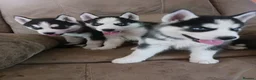Siberian Husky dogs for sale: Excellent Siberian Husky puppies in Dudley - Advert 5