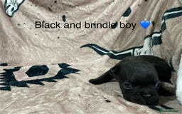 French Bulldog dogs for sale: French bulldog puppies - Image 13