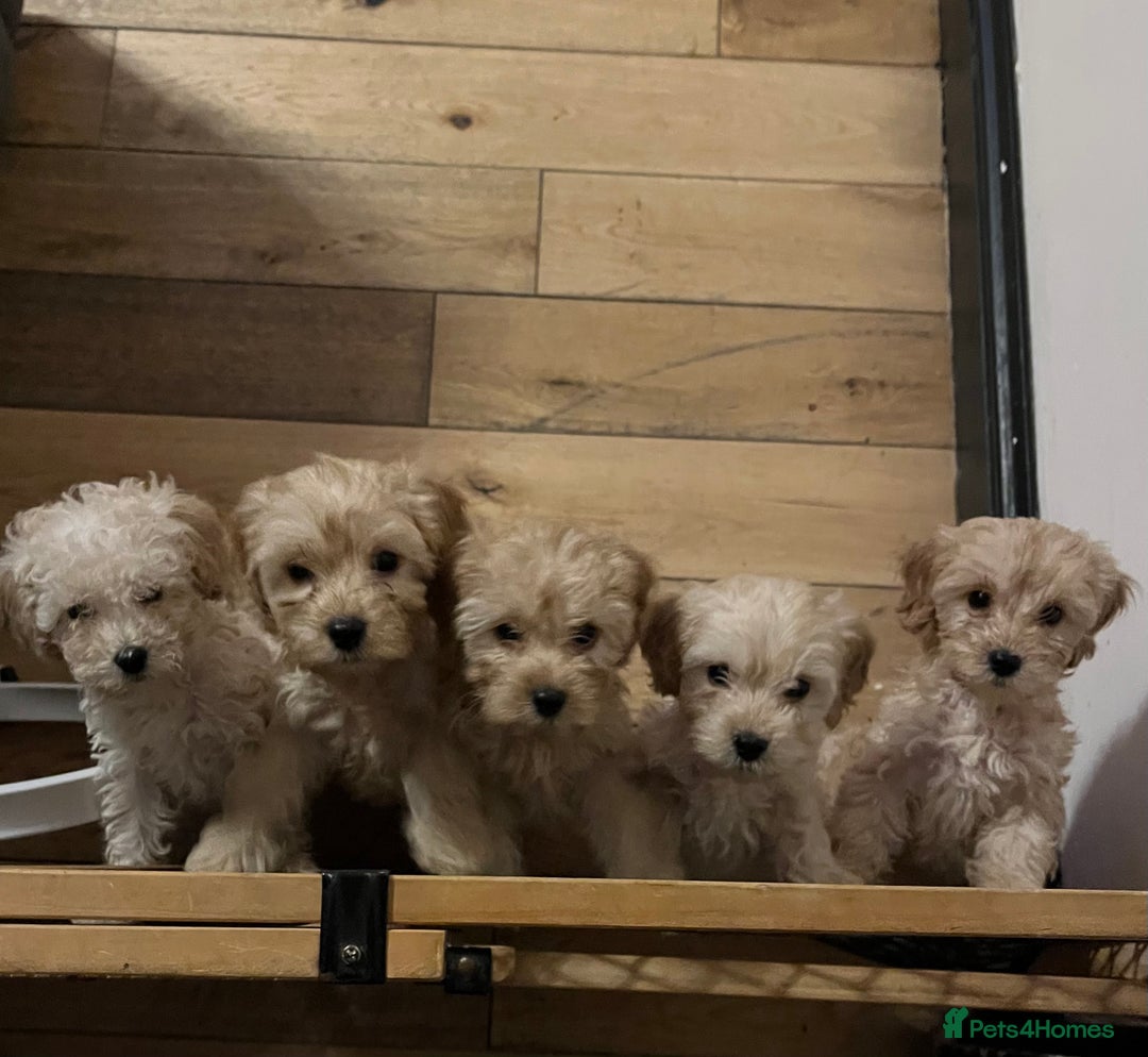 Cavapoo dogs for sale: Stunning Cavapoo puppies - Image 24