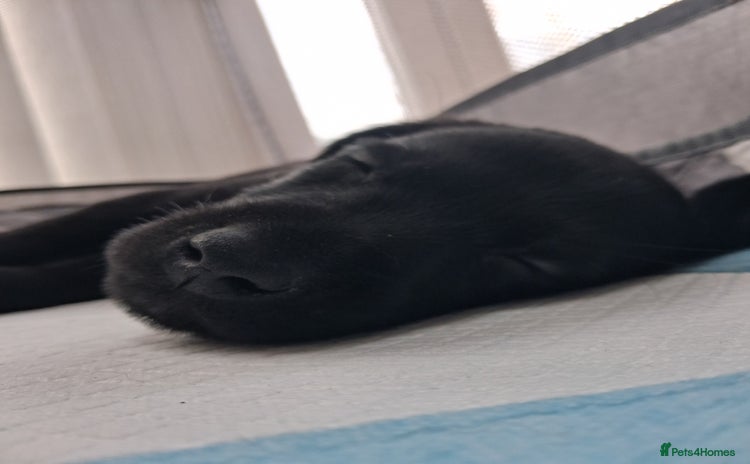 Labrador Retriever dogs **HEALTH TESTED LABRADOR PUPPIES** - Advert 11