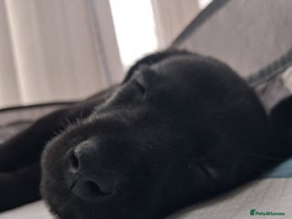 Labrador Retriever dogs **HEALTH TESTED LABRADOR PUPPIES** - Advert 16