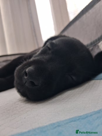 Labrador Retriever dogs **HEALTH TESTED LABRADOR PUPPIES** - Advert 11