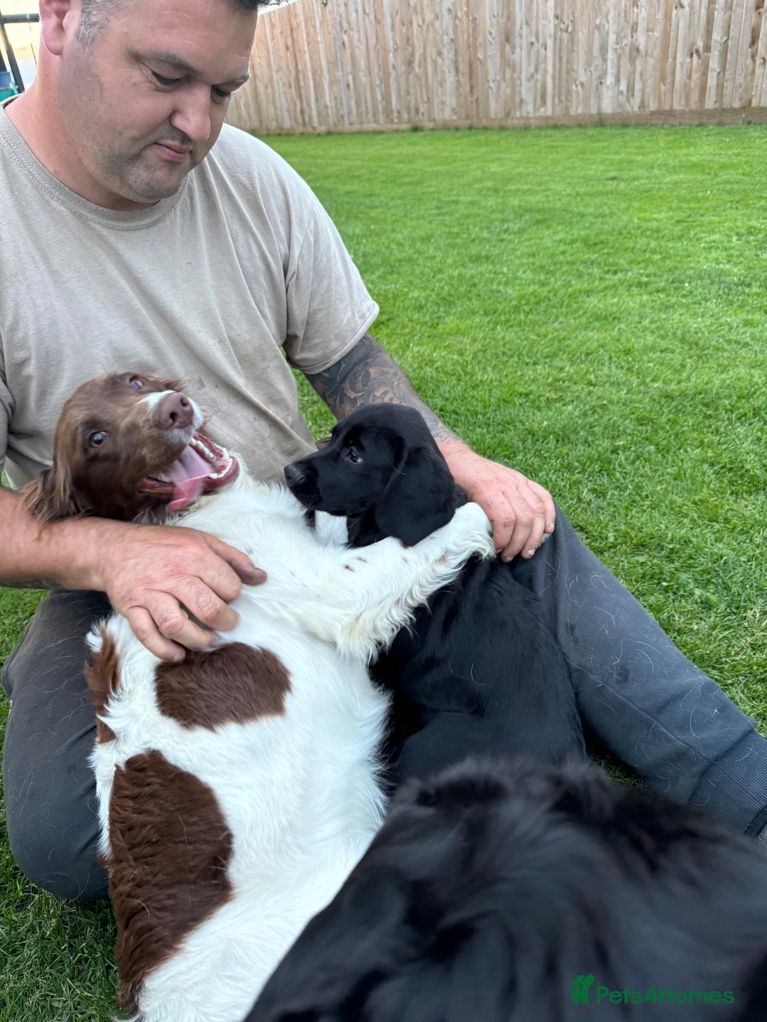 Springador dogs for sale: Springadors - Advert 4