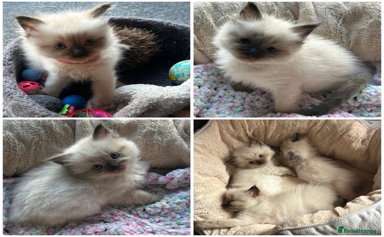 Ragdoll cats - Advert 4