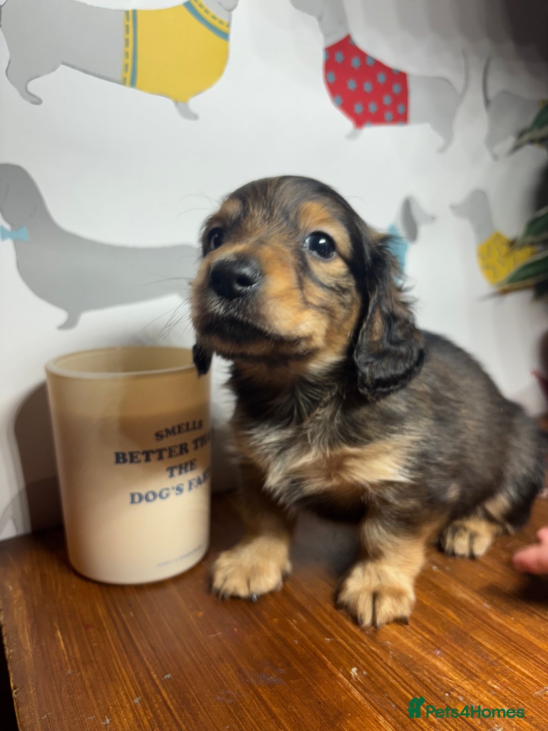 Miniature Dachshund dogs for sale: Here at Powells paws we have a beautiful litter. - Advert 4