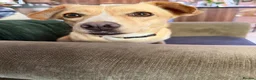 Mixed Breed dogs for adoption: Klara, could you be her special person ❤️ - Advert 16