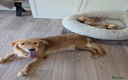 Golden Retriever dogs for sale: Beautiful Golden retriever puppies  - Image 9