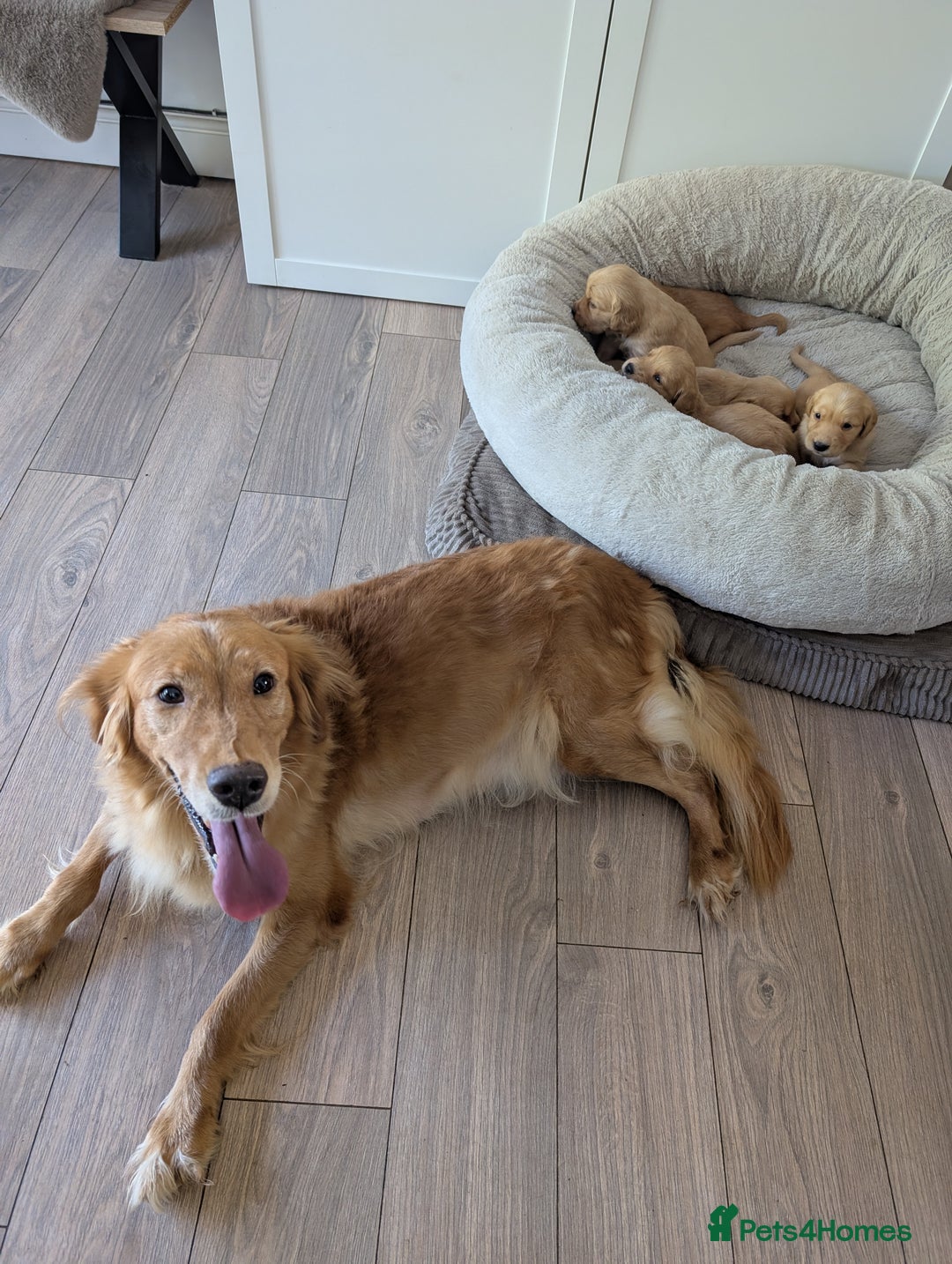 Golden Retriever dogs for sale: Beautiful Golden retriever puppies  - Image 9