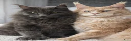Maine Coon cats for sale: Health tested XXL European female kitten - Advert 1