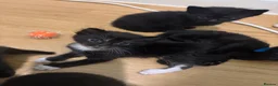 Domestic Shorthair cats for sale: 4 beautiful kittens looking for a loving home - Advert 24