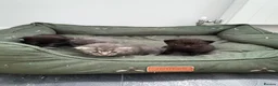 Domestic Shorthair cats for sale: Stunning litter of kittens  - Advert 9