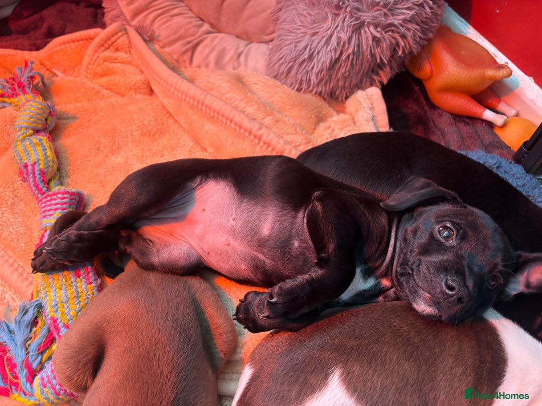 Mixed Breed dogs for sale: Patterdale/ staffy  - Image 5