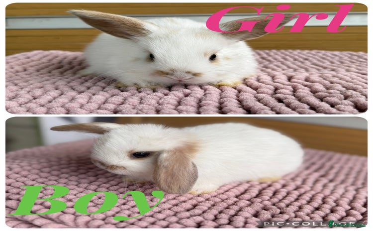 Mini Lop rabbits - Advert 2
