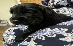 Cocker Spaniel dogs for sale: KC Reg Working Cocker Spaniel Pup - Image 1