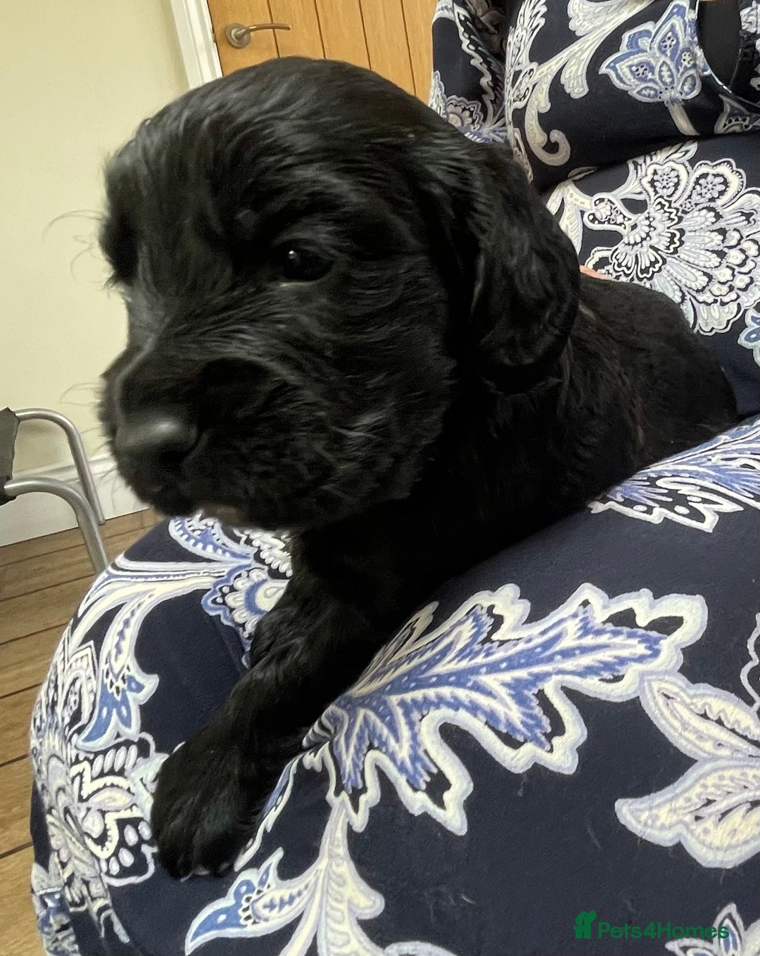 Cocker Spaniel dogs for sale: KC Reg Working Cocker Spaniel Pup - Image 1