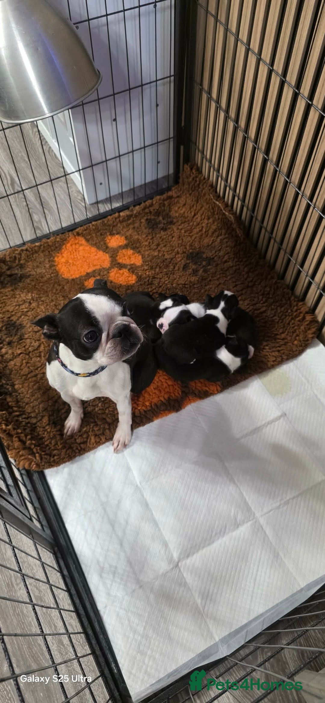 Boston Terrier dogs for sale: WILDAX KC REGISTERED PUPPIES - Advert 5