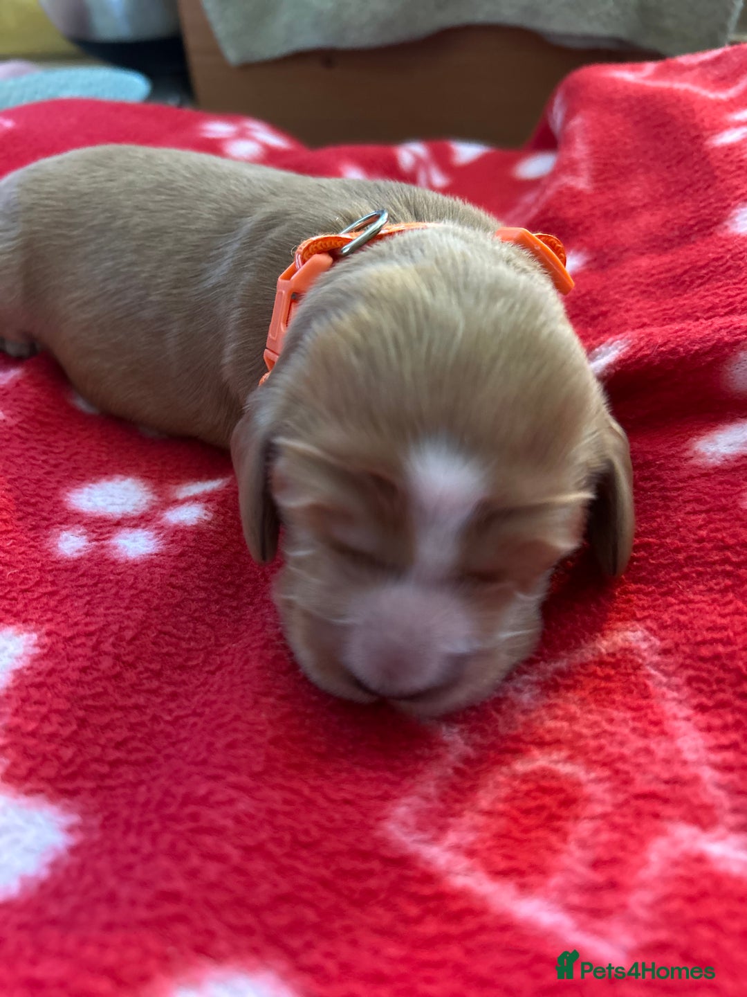 Cockapoo dogs for sale: F1B cockapoo litter - Image 8