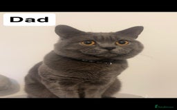 British Shorthair cats for sale: Beautiful BSH Kittens - Ready to leave ASAP - Image 27