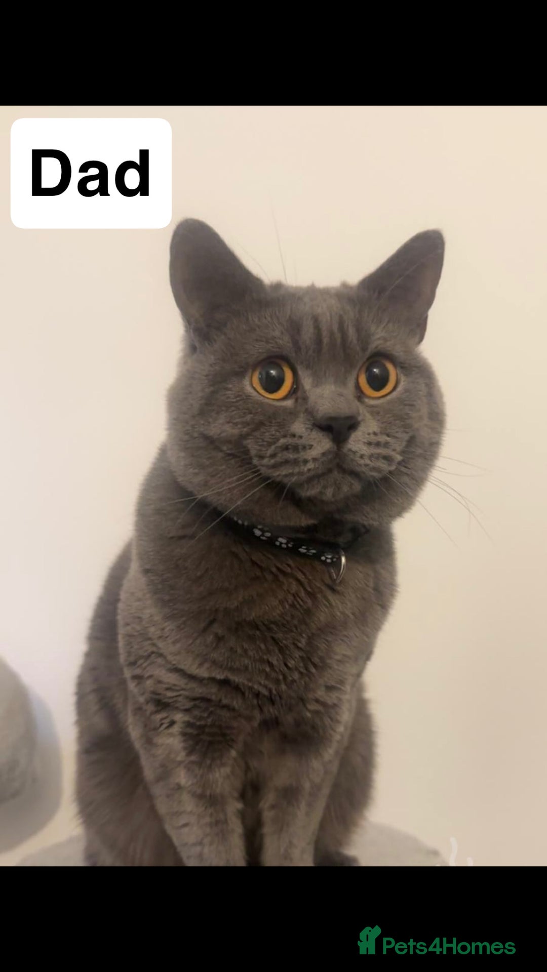British Shorthair cats for sale: Beautiful BSH Kittens - Ready to leave ASAP - Image 27