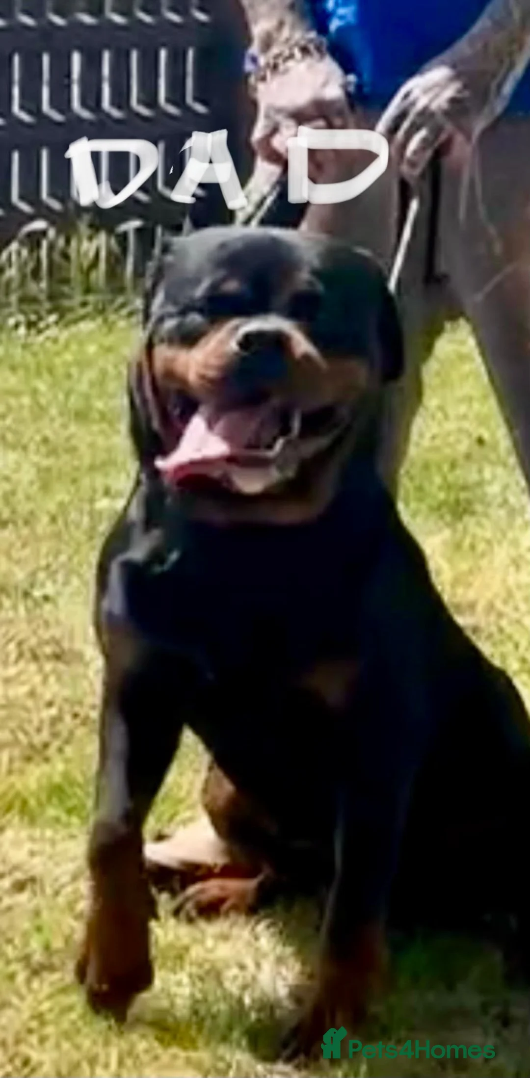 Rottweiler dogs for sale: ROTTWIELER PUPPUES - Advert 15