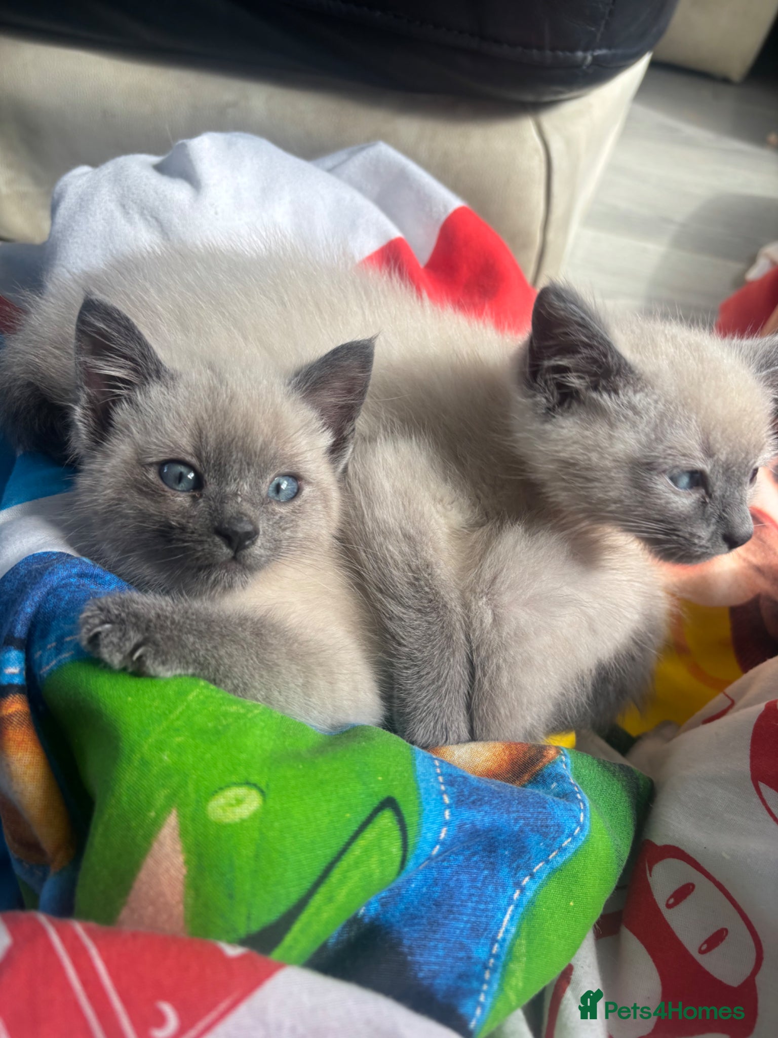 Siamese cats for sale: Blue/ lilac point siamese kittens  - Advert 1