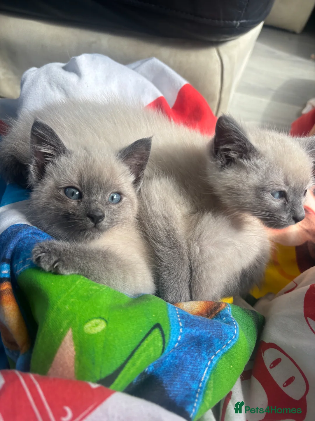 Siamese cats for sale: Blue/ lilac point siamese kittens  - Advert 1