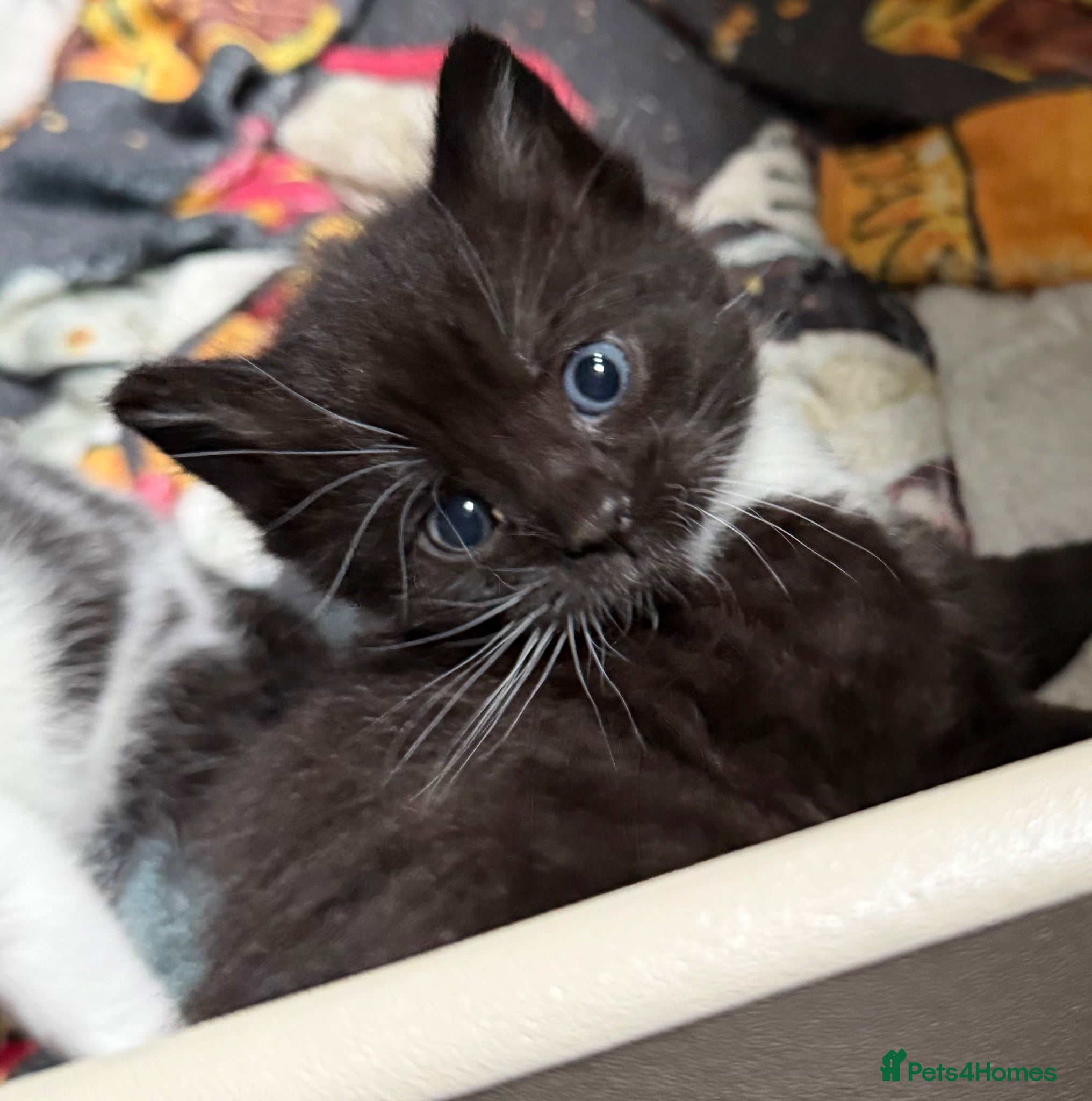 Mixed Breed cats Mixed breed kittens  - Advert 4