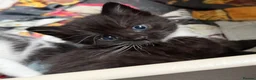 Mixed Breed cats for sale: Mixed breed kittens  - Advert 1