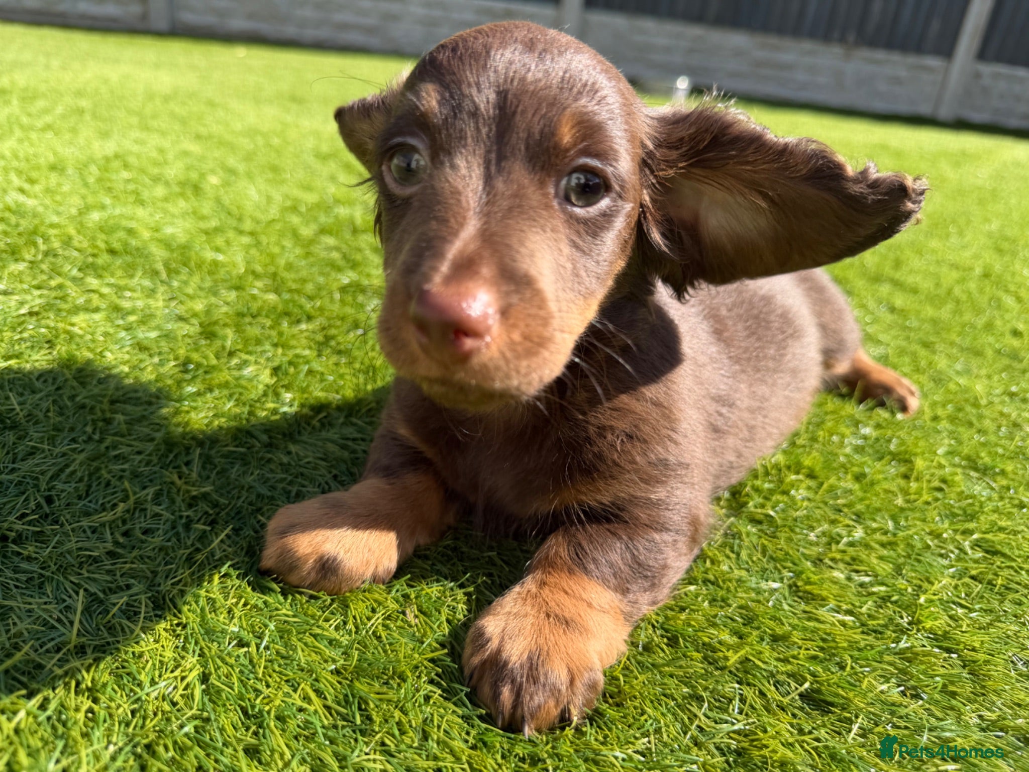 Dachshund dogs Miniature Dachshund Puppies  - Advert 2