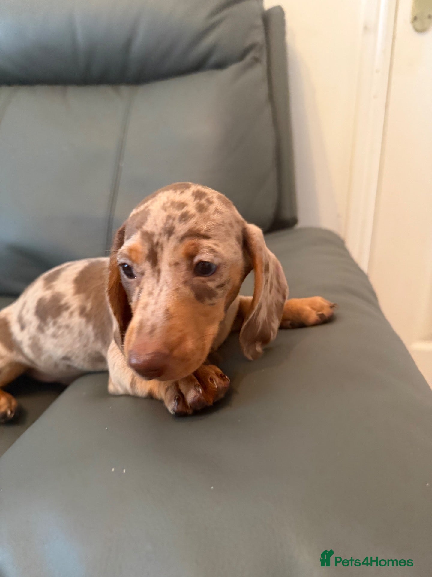Miniature Dachshund dogs MINIATURE DACHSHUND PUPS - Advert 2