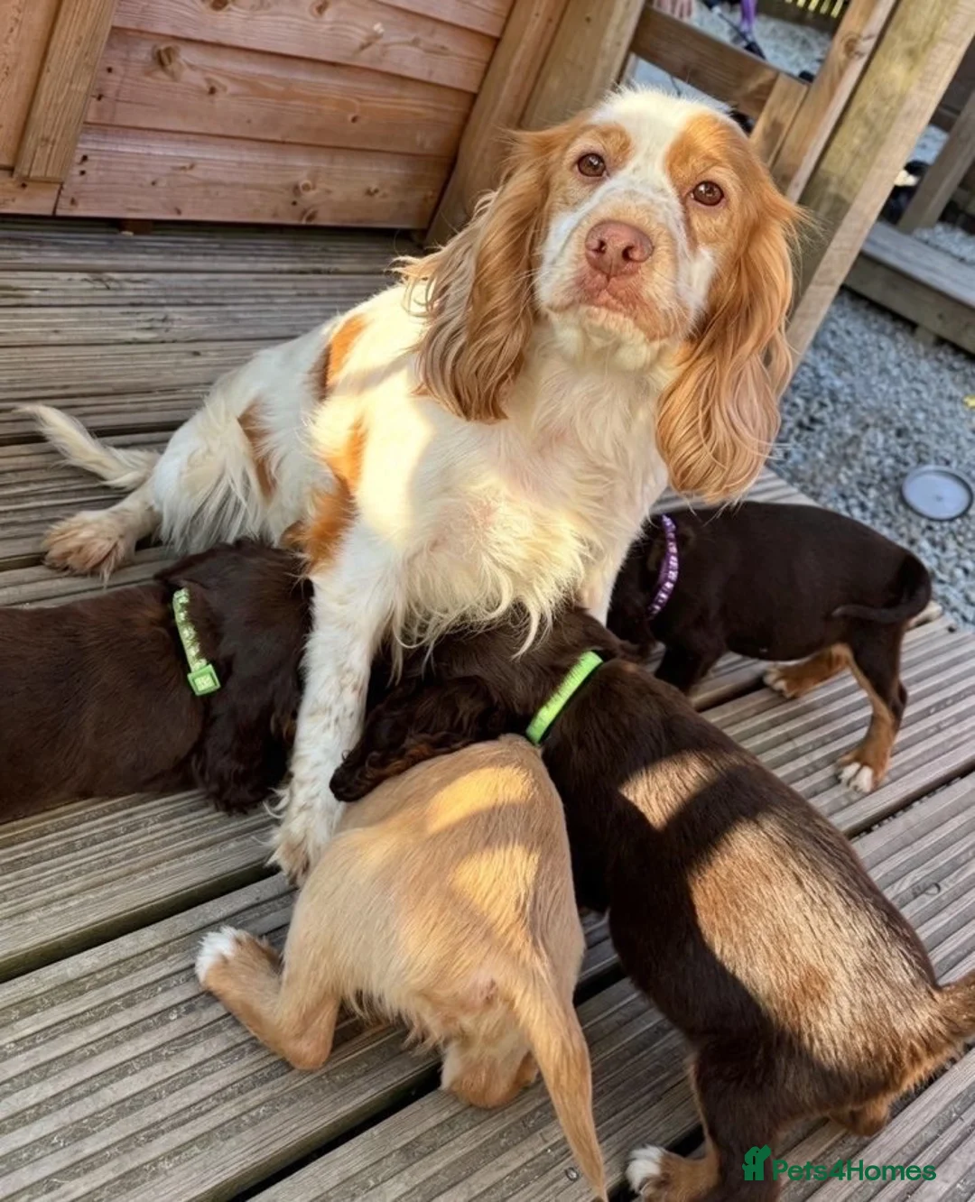 Cocker Spaniel dogs for sale: 🏡cocker spaniel puppies🏡 in Liskeard - Advert 9