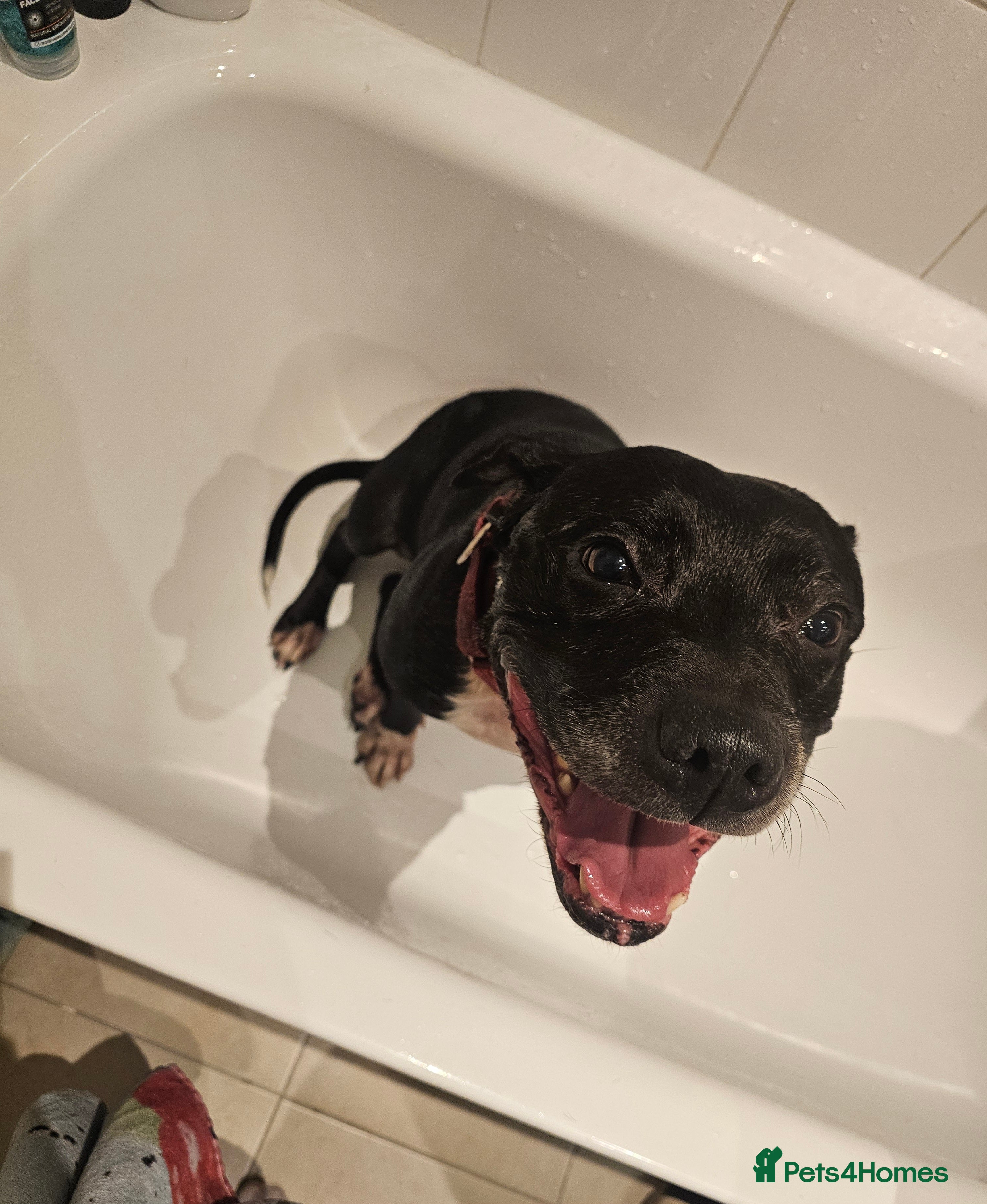 Staffordshire Bull Terrier dogs Loving & Protective Dog Looking for a Forever Home - Advert 2