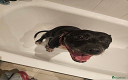 Staffordshire Bull Terrier dogs for sale: Loving & Protective Dog Looking for a Forever Home - Image 2