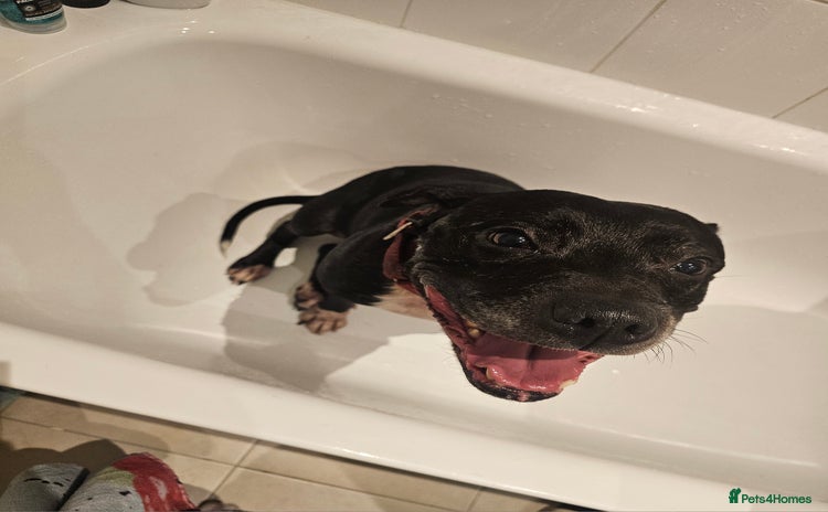 Staffordshire Bull Terrier dogs - Advert 10