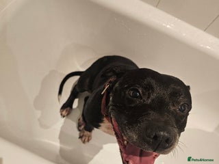 Staffordshire Bull Terrier dogs - Advert 29