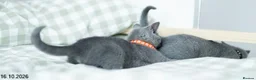 Russian Blue cats for sale: Adorable Russian Blue Kittens. - Advert 14