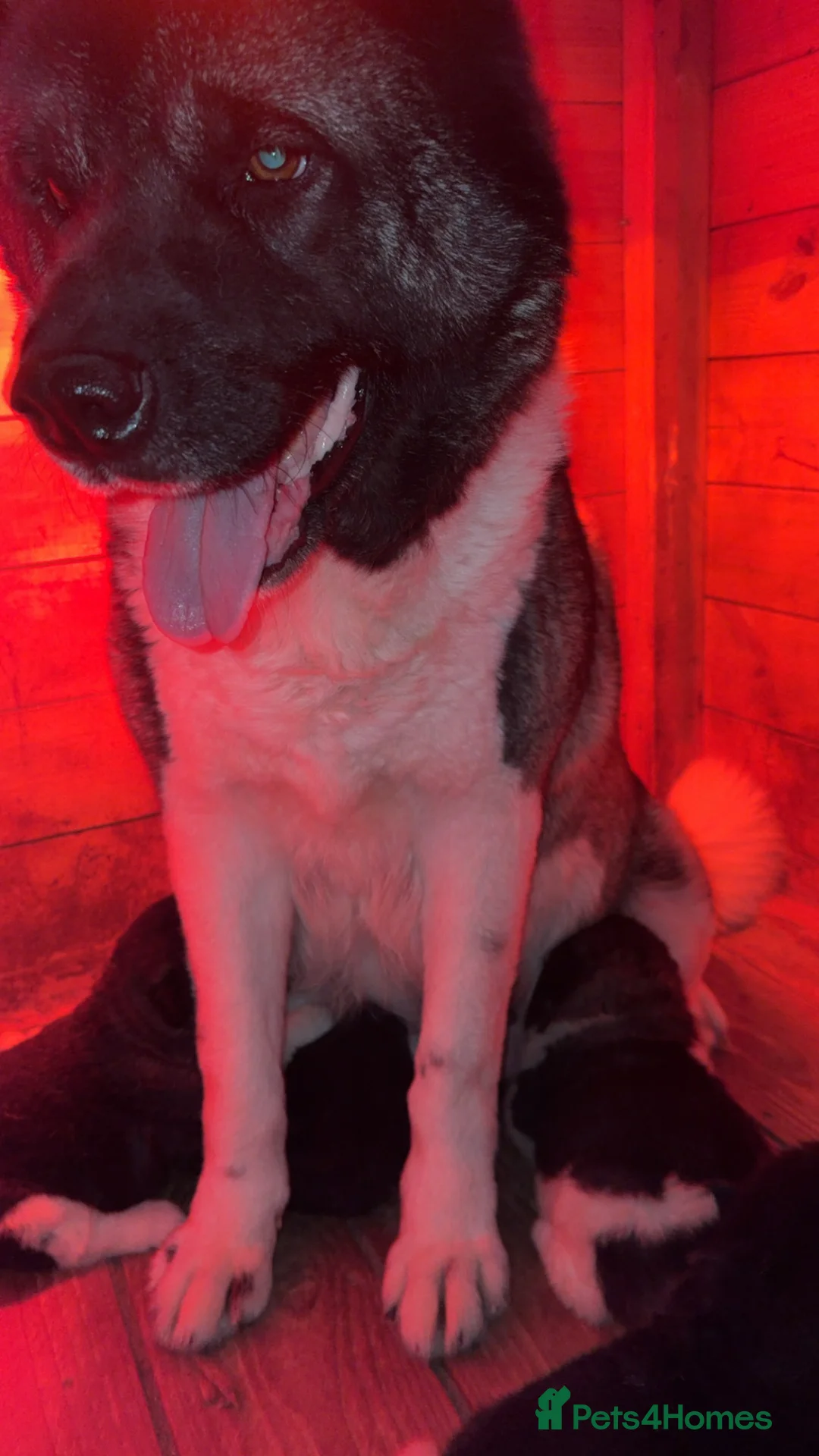 Akita dogs for sale: Quality KC registered American Akita Puppies - Advert 10