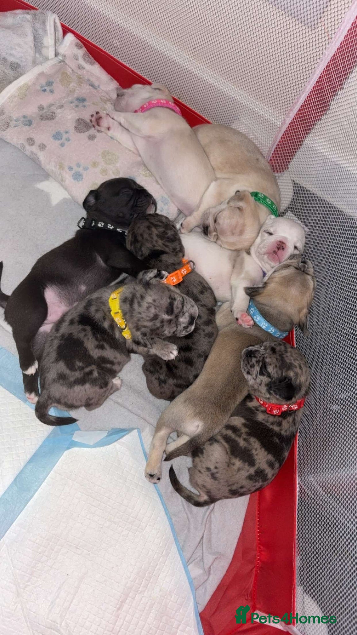 Frug dogs 🐶 Pug/French bulldog puppies 🐶 Rare markings - Advert 1