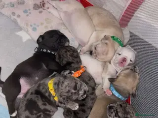 Frug dogs 🐶 Pug/French bulldog puppies 🐶 Rare markings - Advert 1