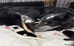 Border Collie dogs for sale: Border collie pups - Image 9