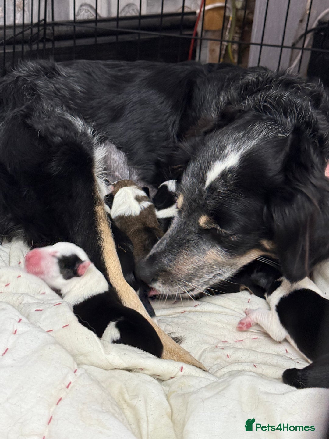 Border Collie dogs for sale: Border collie pups - Image 9