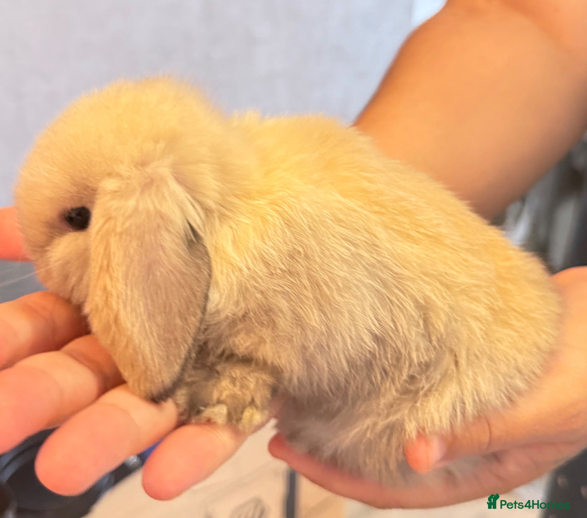 Mini Lop rabbits Pure mini lops 1 female left - Advert 10